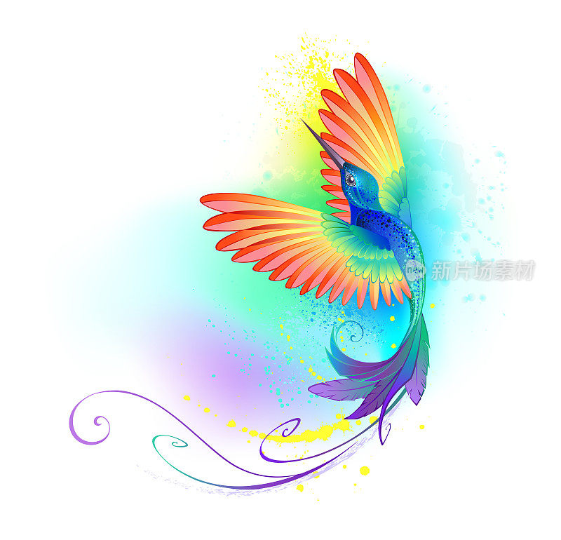 Splendid rainbow hummingbird